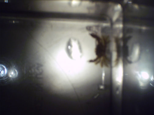 hitchhiker crab 001.jpg hitchhiker crab 001.jpg