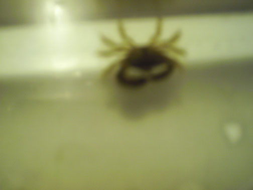 hitchhiker crab 003.jpg hitchhiker crab 003.jpg