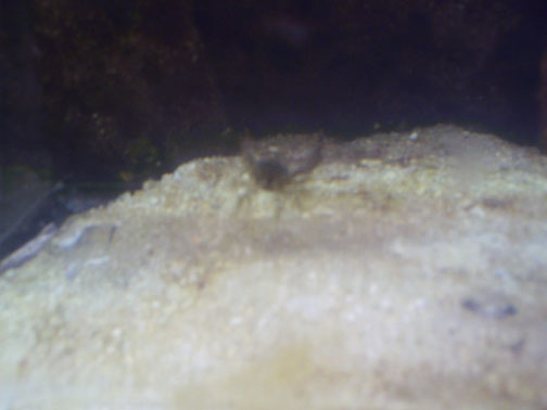 hitchhiker crab 017.jpg hitchhiker crab 017.jpg