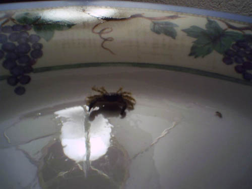 hitchhiker crab 008.jpg