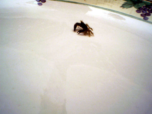 hitchhiker crab 015.jpg