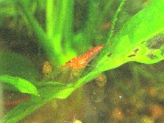 SHRIMP1.jpg