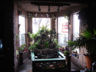 mini pond 300 400.JPG