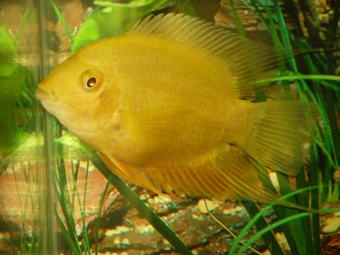 GoldNugget.jpg