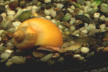 snail.jpg