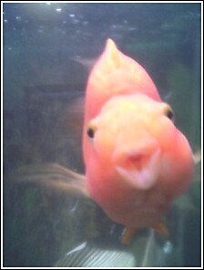 fish1.jpg
