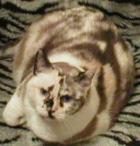 pearlchairsmaller2.JPG