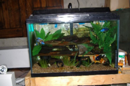 20 gal.JPG