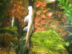 more fish 019 (WinCE).jpg more fish 019 (WinCE).jpg