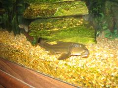 more fish 025 (WinCE).jpg more fish 025 (WinCE).jpg