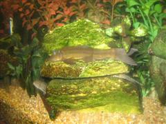 more fish 028 (WinCE).jpg