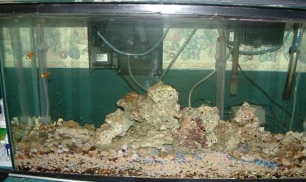 fishtank_feb06.JPG