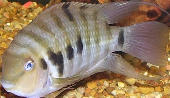 fishy pics 001.jpg