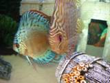 th_fish039.jpg