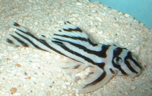 zebrapleco.jpg