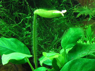 2006.03.Aquarium 007.post.small.jpg