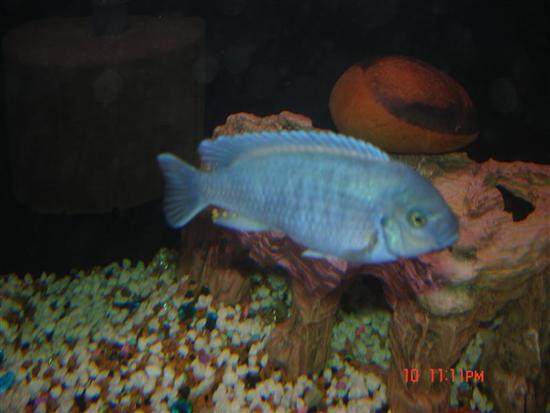 DSC00741 (Medium) (Custom).JPG