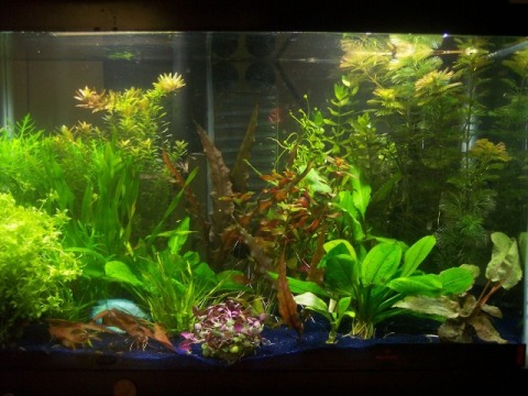 10gal.JPG