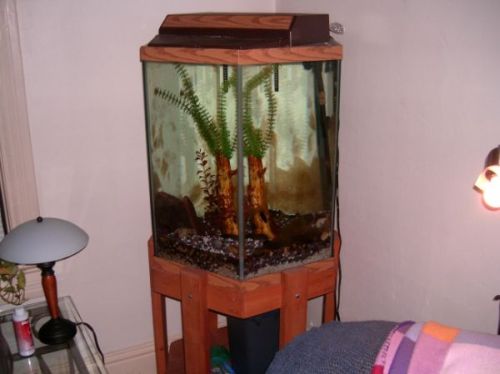 fishtank1.jpg