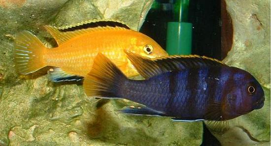 Mbamba-Lab_1sm.JPG