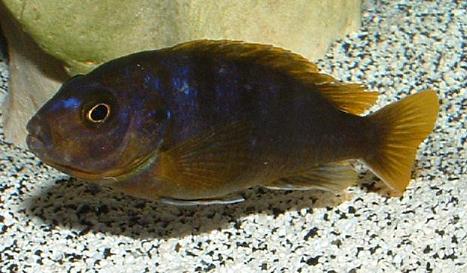 Mbamba female_22sm.JPG
