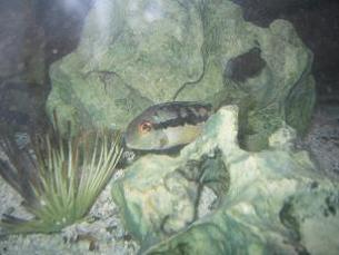 cichlid.jpg