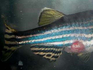 danio.jpg