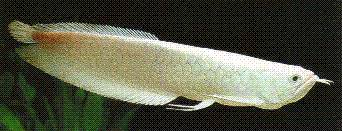 image020.GIF