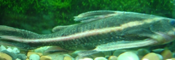 DSC00354a.JPG