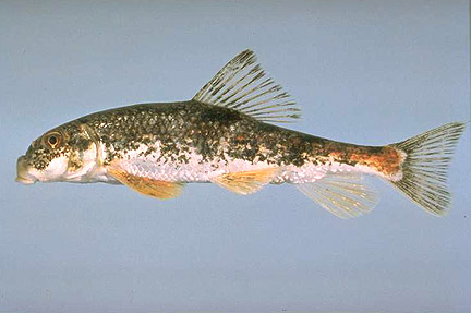 mystery_fish.jpg