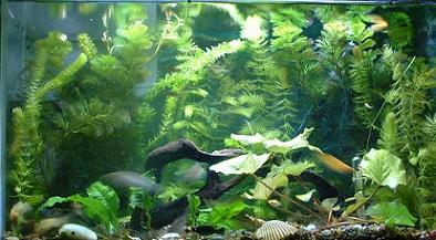 MollyTank2.JPG