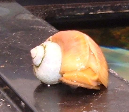 sick snail.JPG