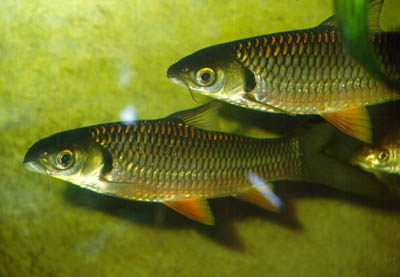 namethatfish.jpg