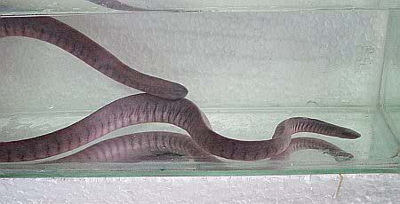 potomotyphlus.jpg