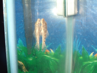 pleco 006crop.jpg