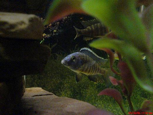 fish1.JPG