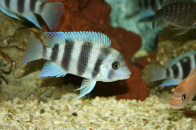 kipili-frontosa-2.jpg kipili-frontosa-2.jpg