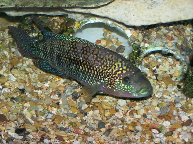 fish pics 005.jpg