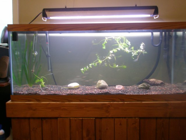 tank 013.jpg tank 013.jpg