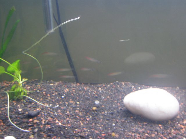 tank 015.jpg tank 015.jpg
