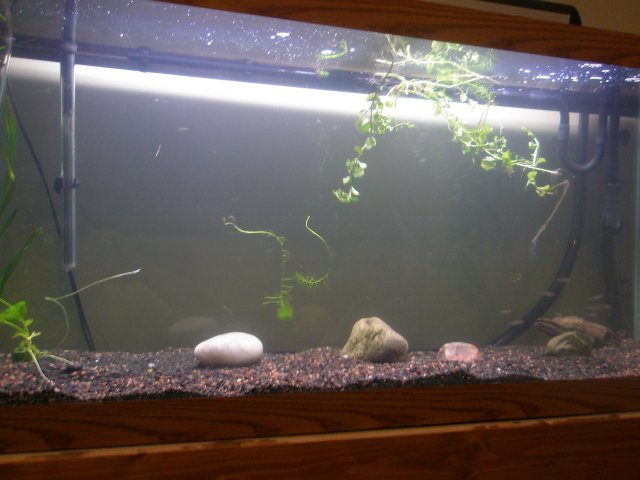 tank 016.jpg tank 016.jpg