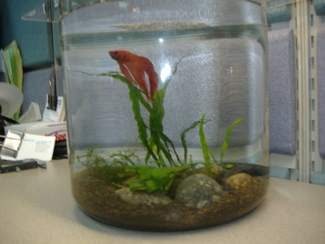 fish.JPG