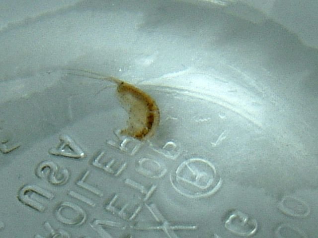 amphipod.jpg amphipod.jpg