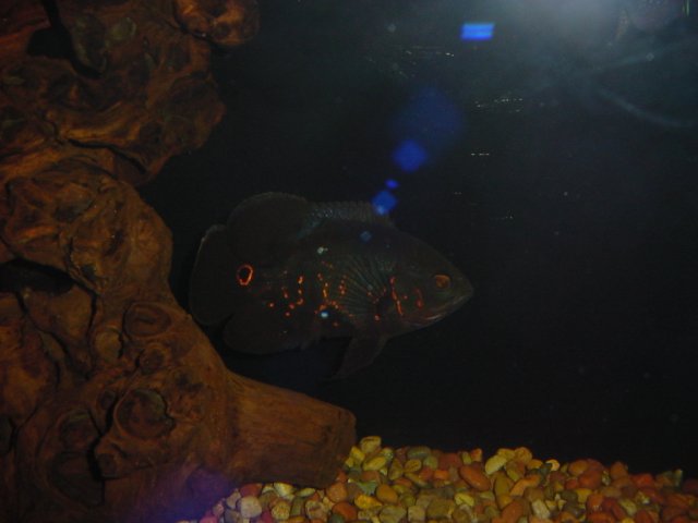 DSC02649.JPG