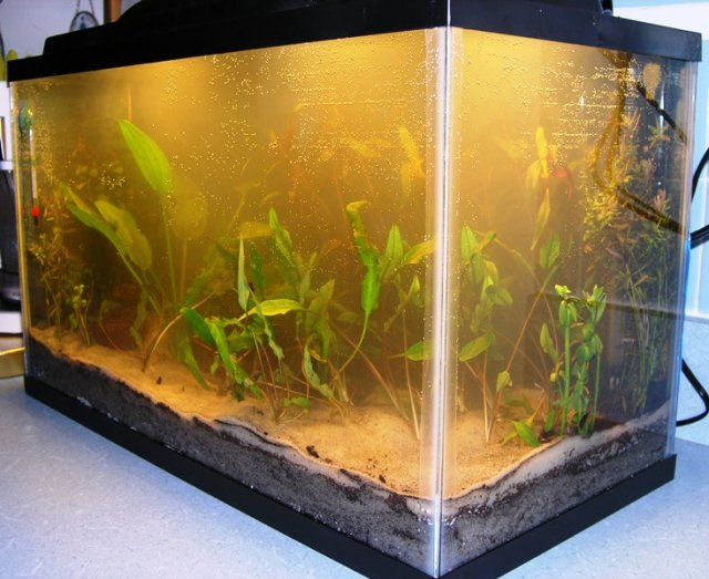 kitchen tank 1.JPG