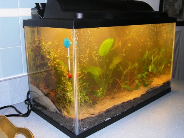 kitchen tank 2.JPG