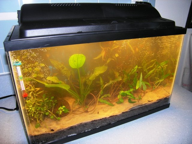 kitchen tank 3.JPG