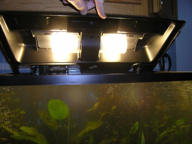 tank lamps.JPG