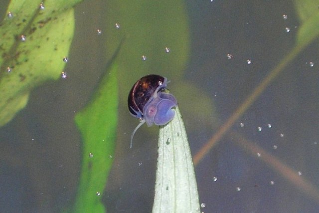 snail 2.JPG snail 2.JPG