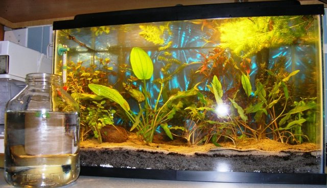 tank with snail jar.JPG